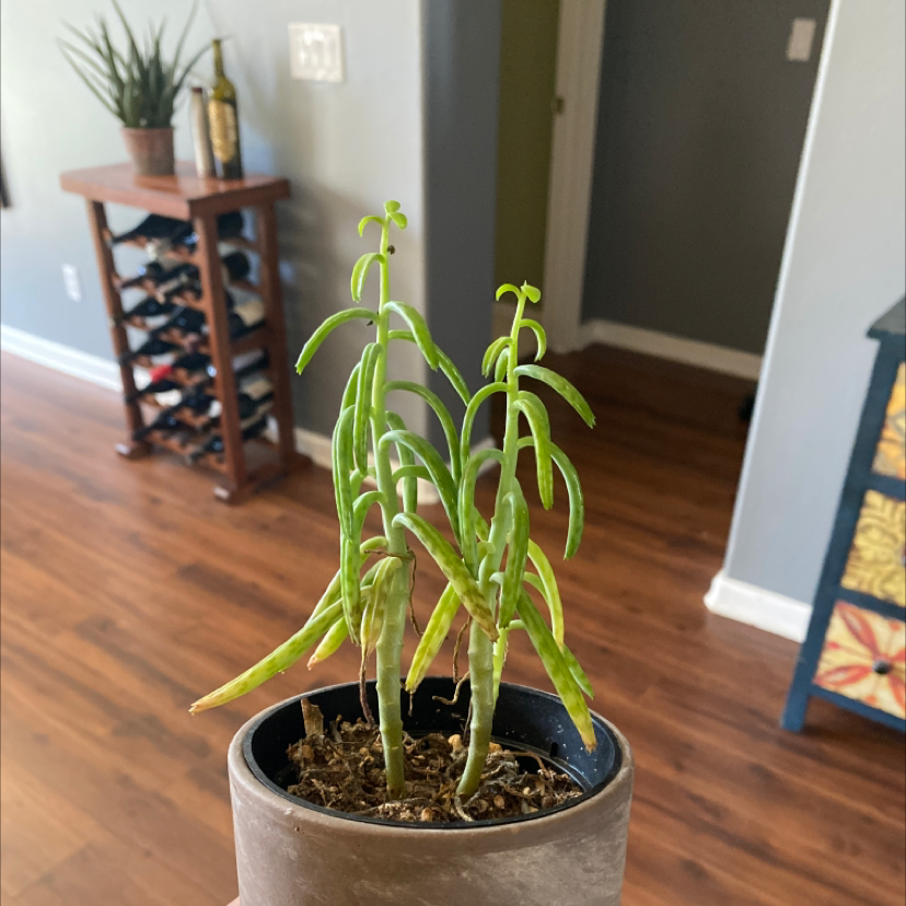 A healthy Mother of Millions plant in a gray pot, with long slender leaves and small plantlets growing on the leaf edges.