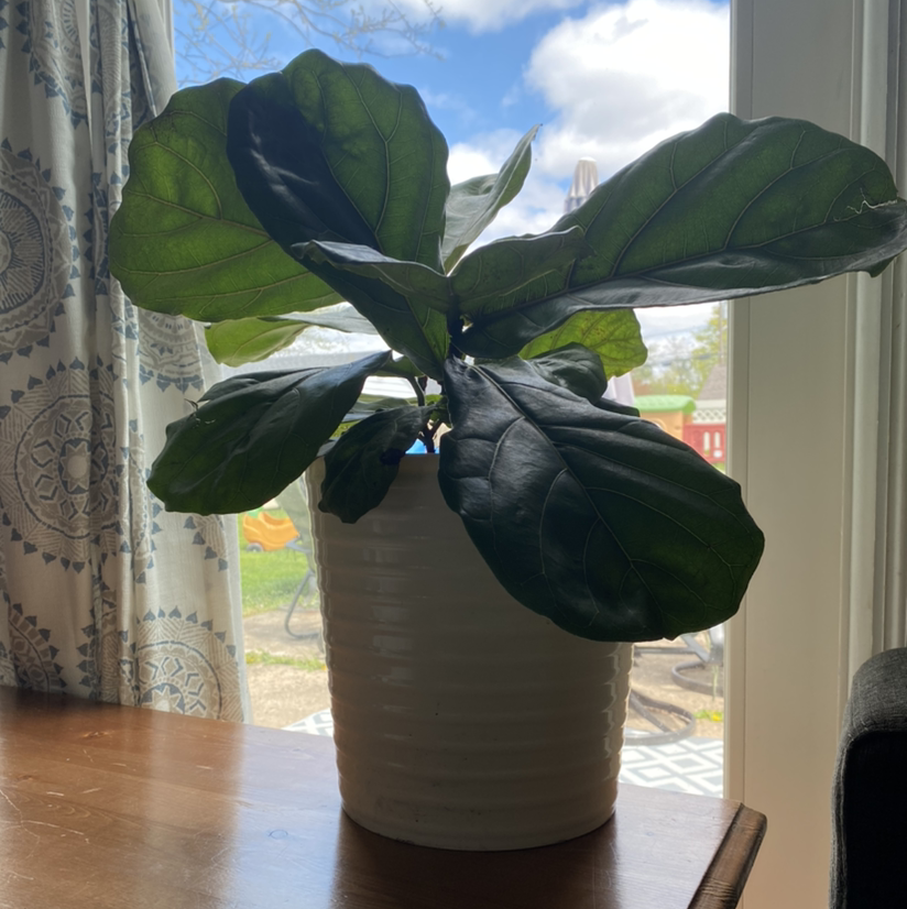Fiddle Leaf Fig plant photo by Ashlyn named Ficus on Greg, the plant care app.