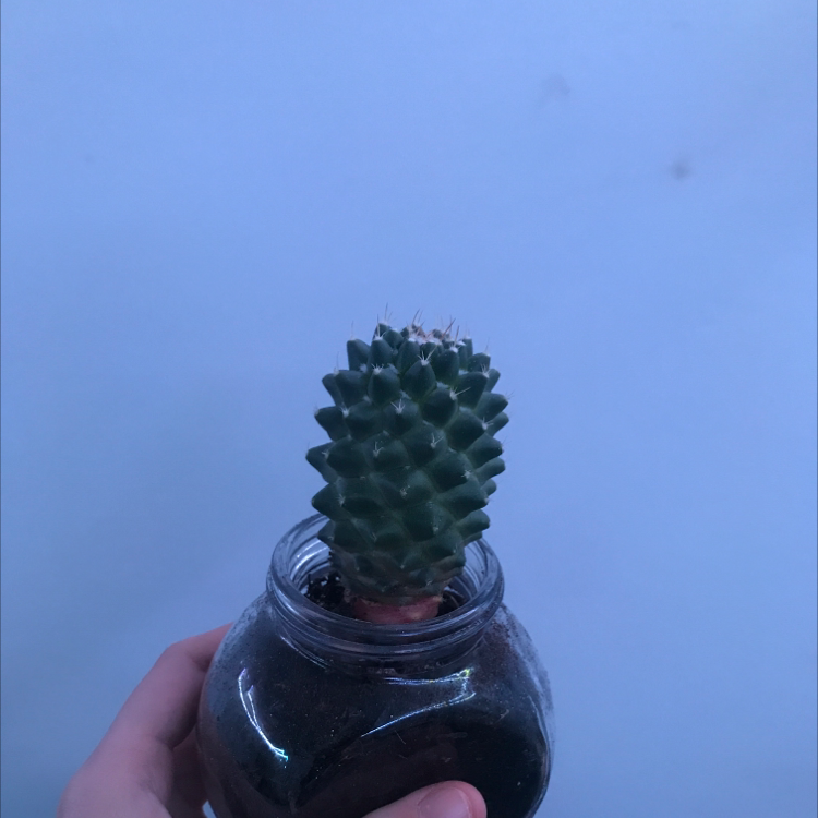 Photo of the plant species Pinus Attenuata by @wero0nika named Pickle on Greg, the plant care app