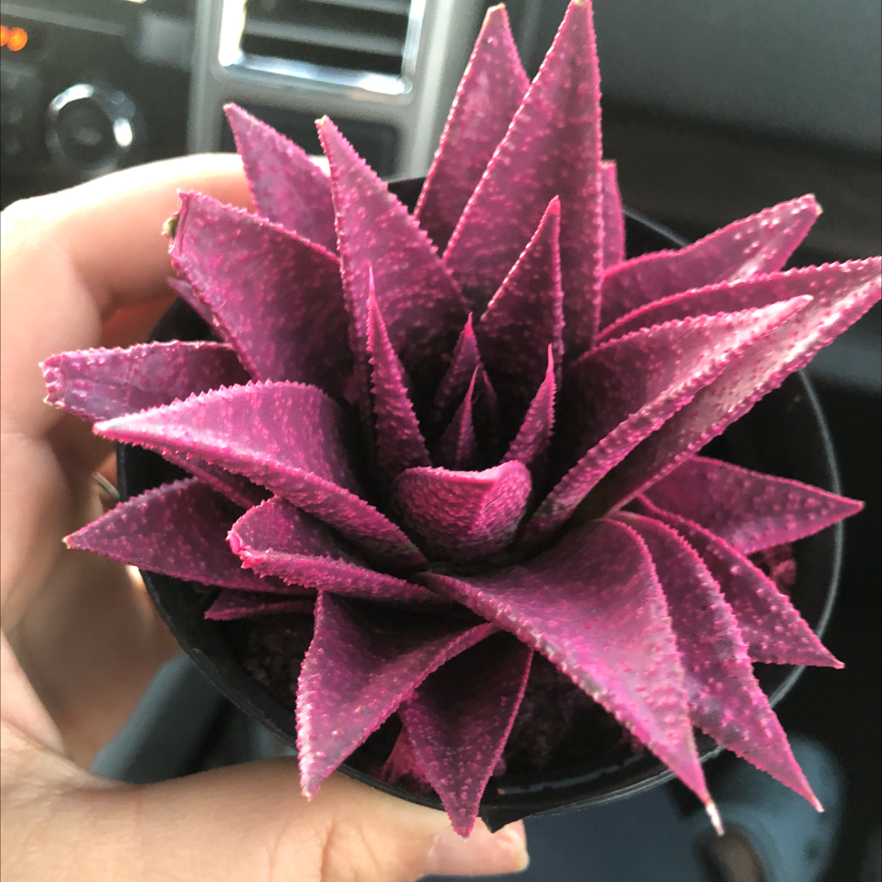 Painted Echeveria plant with vibrant purple leaves held by a hand.