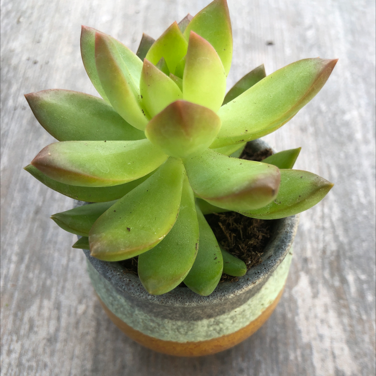 Photo of the plant species Sedum adolphi 'Golden Glow' by Kelsey named Maya on Greg, the plant care app
