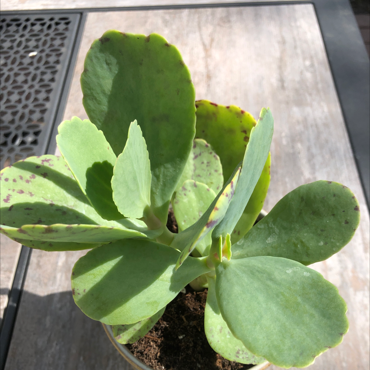 Closeup of a healthy young Showy Stonecrop succulent plant with light green oval leaves tinged with red growing in a black nursery pot.