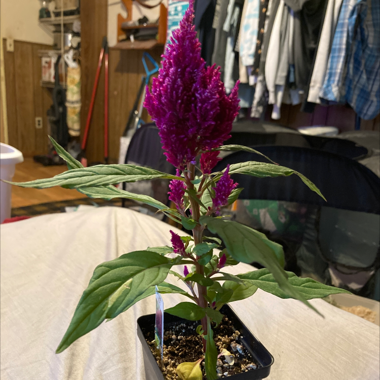 A potted Cockscomb plant with a vibrant magenta flower spike in full bloom, surrounded by healthy green foliage, on an indoor shelf.