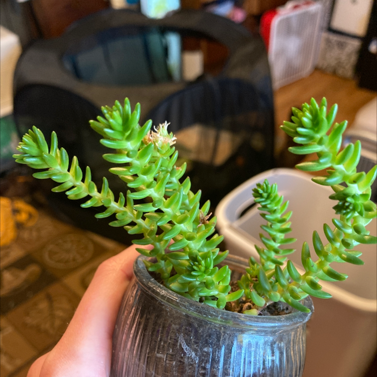 Photo of the plant species Cotyledon batesii by Mya named Lavender on Greg, the plant care app