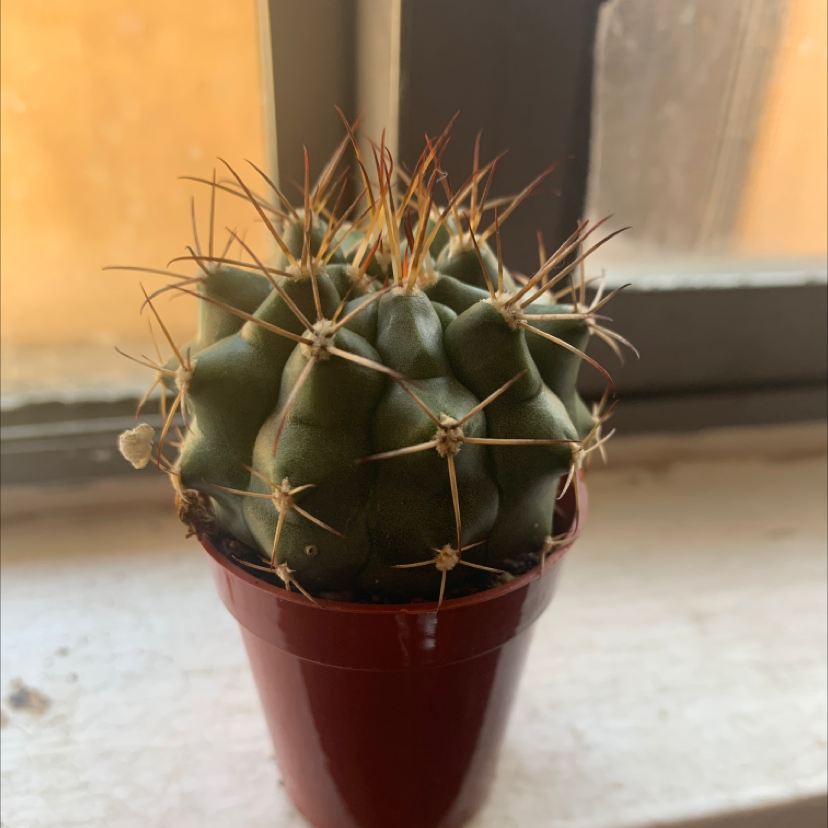 Photo of the plant species Thelocactus hexaedrophorus by Ruby named Milo on Greg, the plant care app
