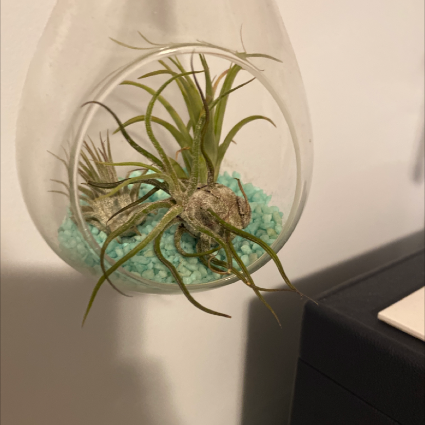 Pink Quill Plant in a glass container with blue pebbles, appears healthy.
