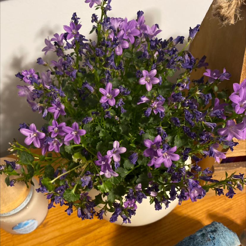 Photo of the plant species Peach-Leaf Bellflower by @_______Ema_______ named Sanders on Greg, the plant care app