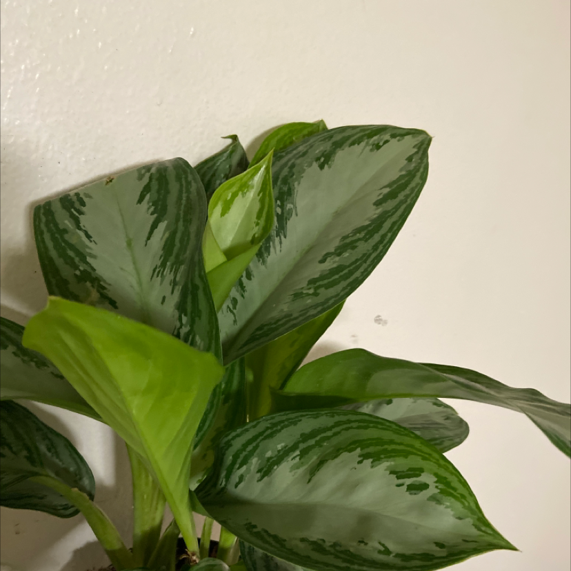 Aglaonema 'Silver Bay' plant with healthy, variegated leaves.