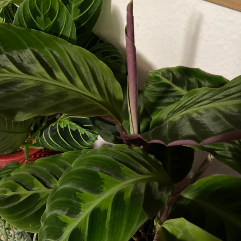 Jungle Velvet plant photo by @hannahwhooooo named bobert billy III, lord of donk on Greg, the plant care app.
