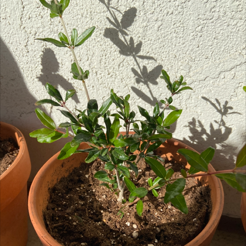 Photo of the plant species Pomegranate 'Legrelleae' by @hannahwhooooo named hades on Greg, the plant care app