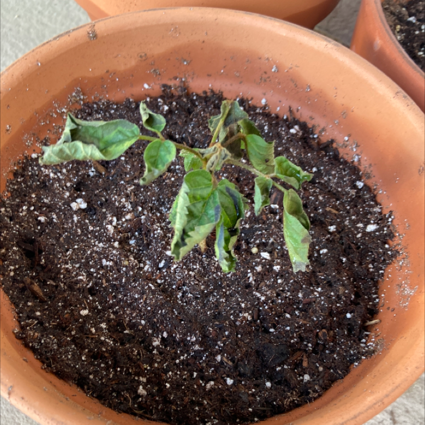 Photo of the plant species Golden Trumpet Tree by @hannahwhooooo named margaret on Greg, the plant care app