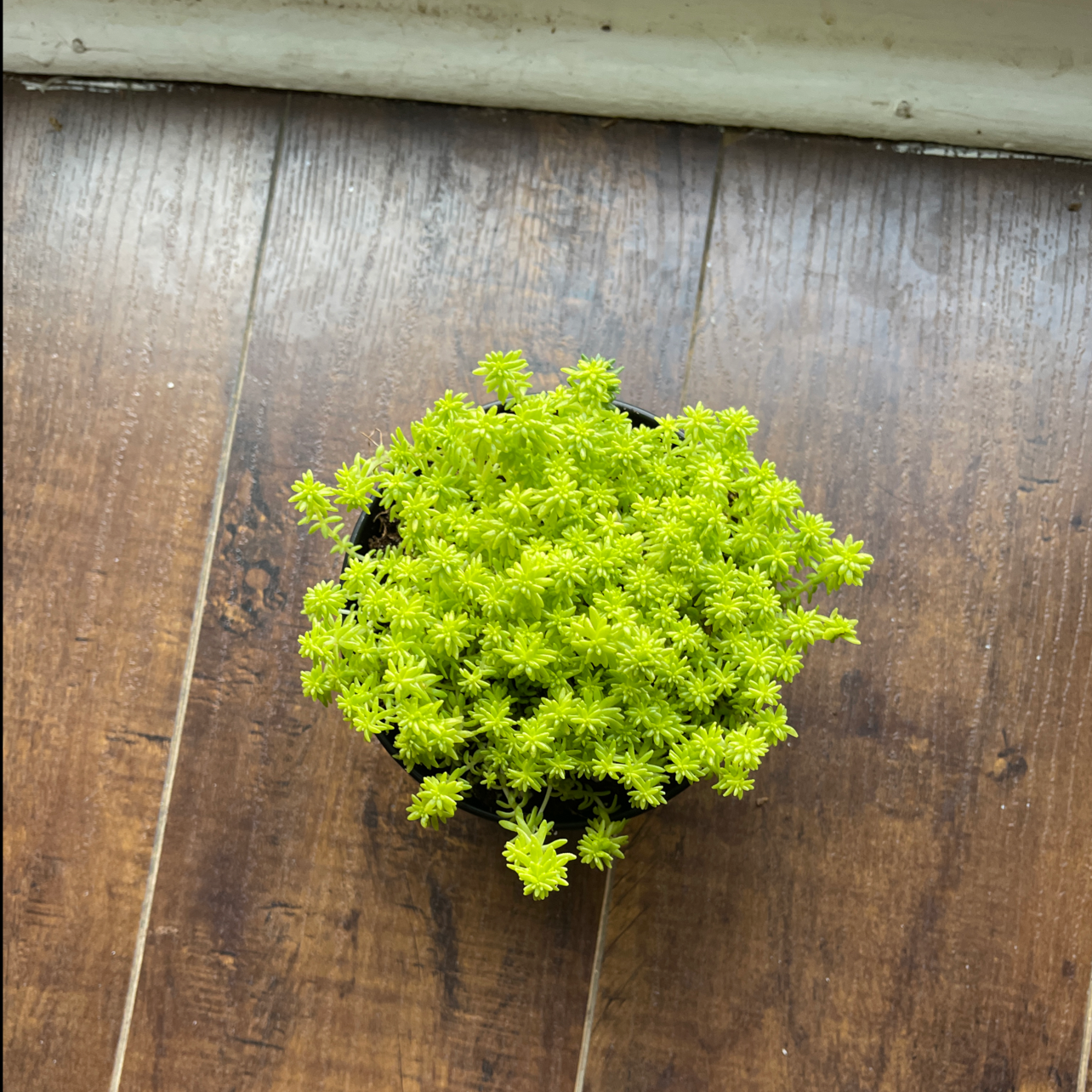 Goldmoss Stonecrop plant in a pot on a wooden surface, appearing healthy and vibrant.