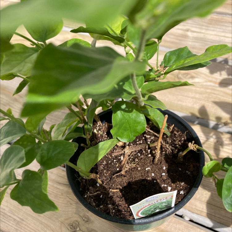 Potted Arabian Jasmine plant with healthy green leaves in visible soil, sole focus of image, well-framed but slightly out of focus.