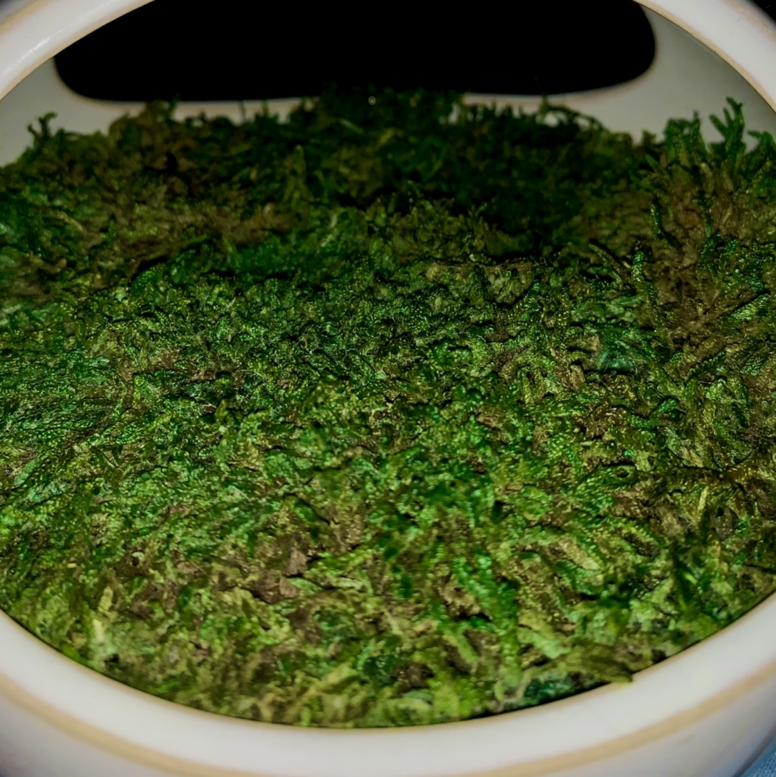 Plant care for Acuminate Feather Moss on Greg, the plant care app