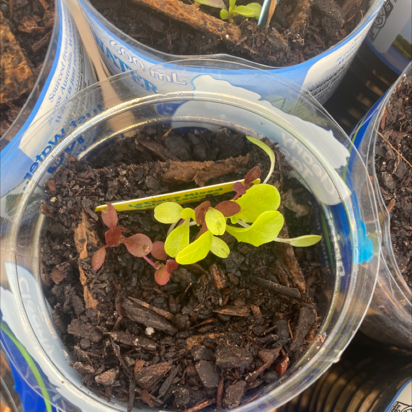 A healthy young lettuce plant with vibrant green leaves growing in a clear container filled with rich potting soil.