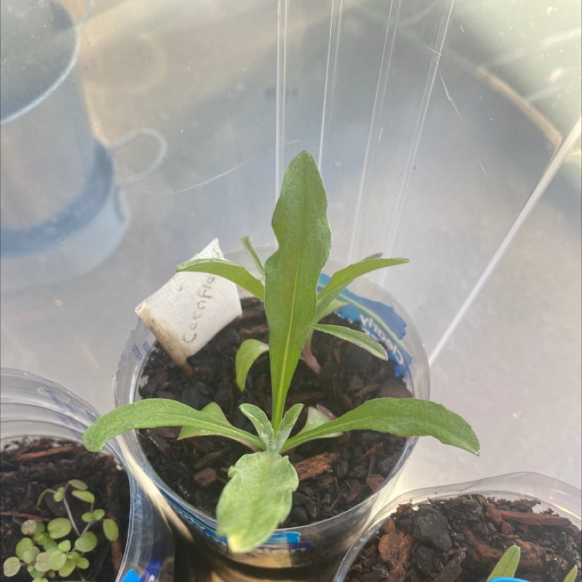 Light Requirements For My Cornflower