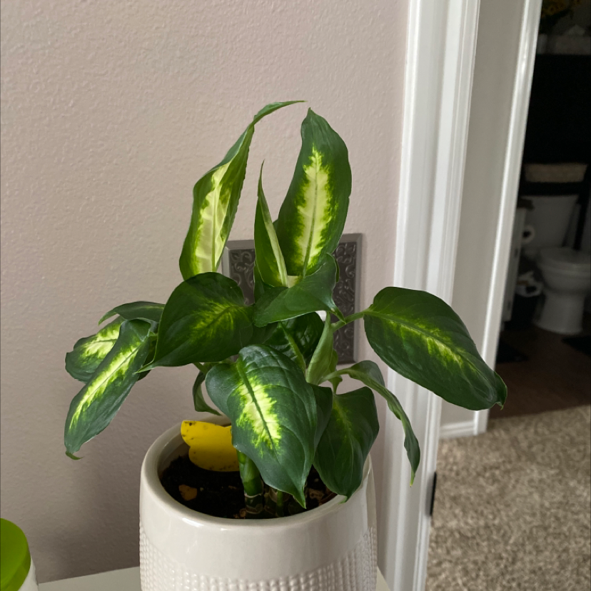 Photo of the plant species Dumbcane 'Delilah' by Brianna named Grogu on Greg, the plant care app
