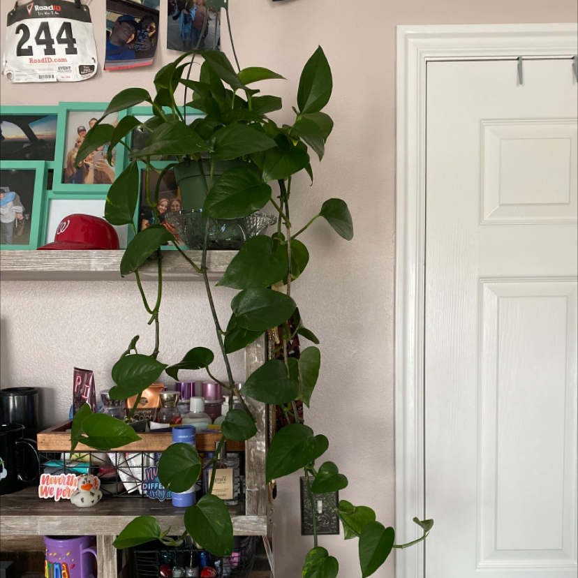 Taro Vine plant photo by Brianna named Fred Jr. on Greg, the plant care app.