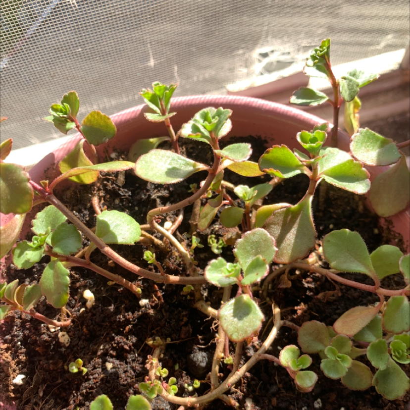Photo of the plant species Two-Row Stonecrop by @skeletalbunny named Keanu Leaves on Greg, the plant care app