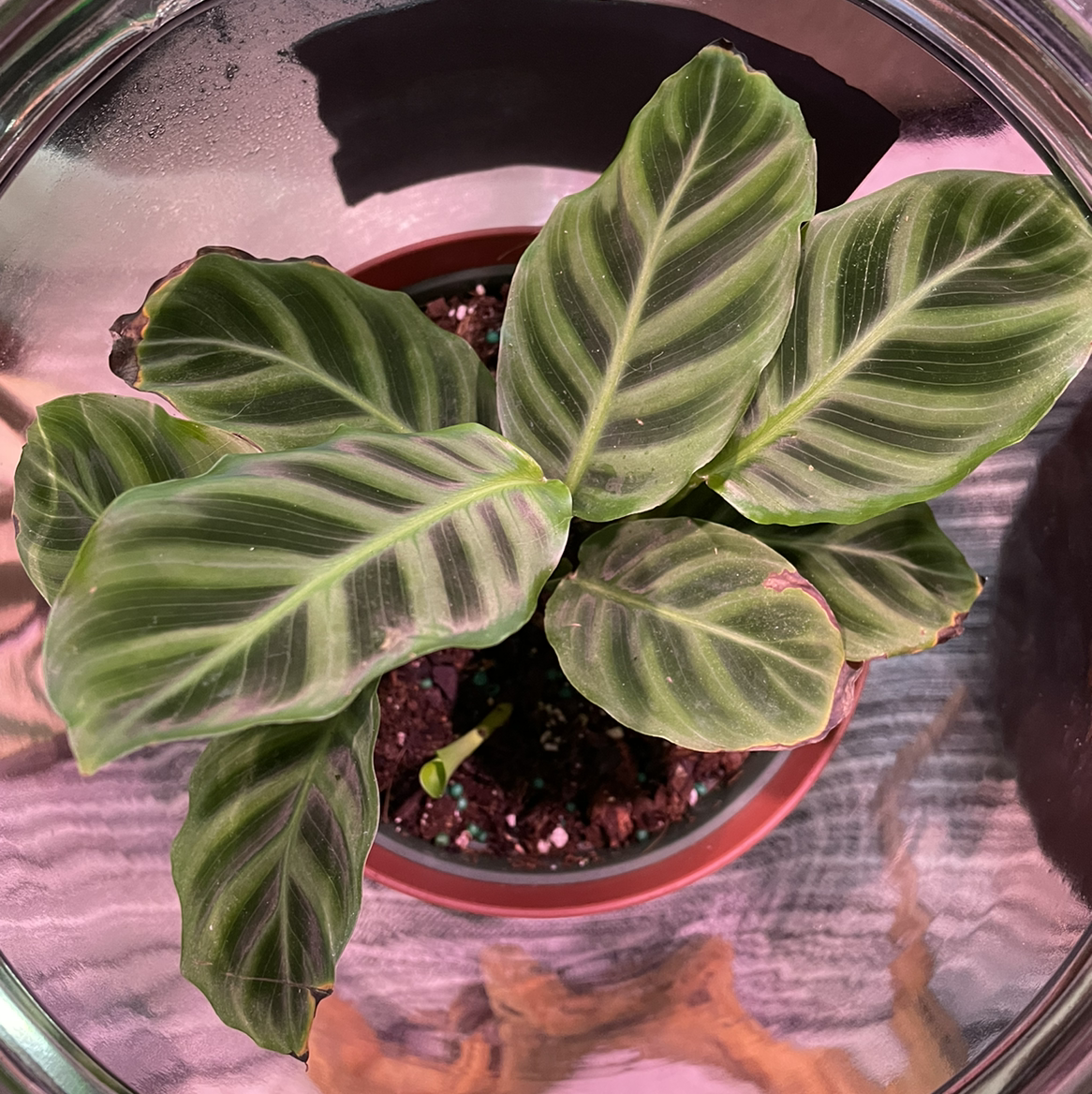 Top view of a healthy Zebra Calathea plant in a pot with distinctive striped leaves.