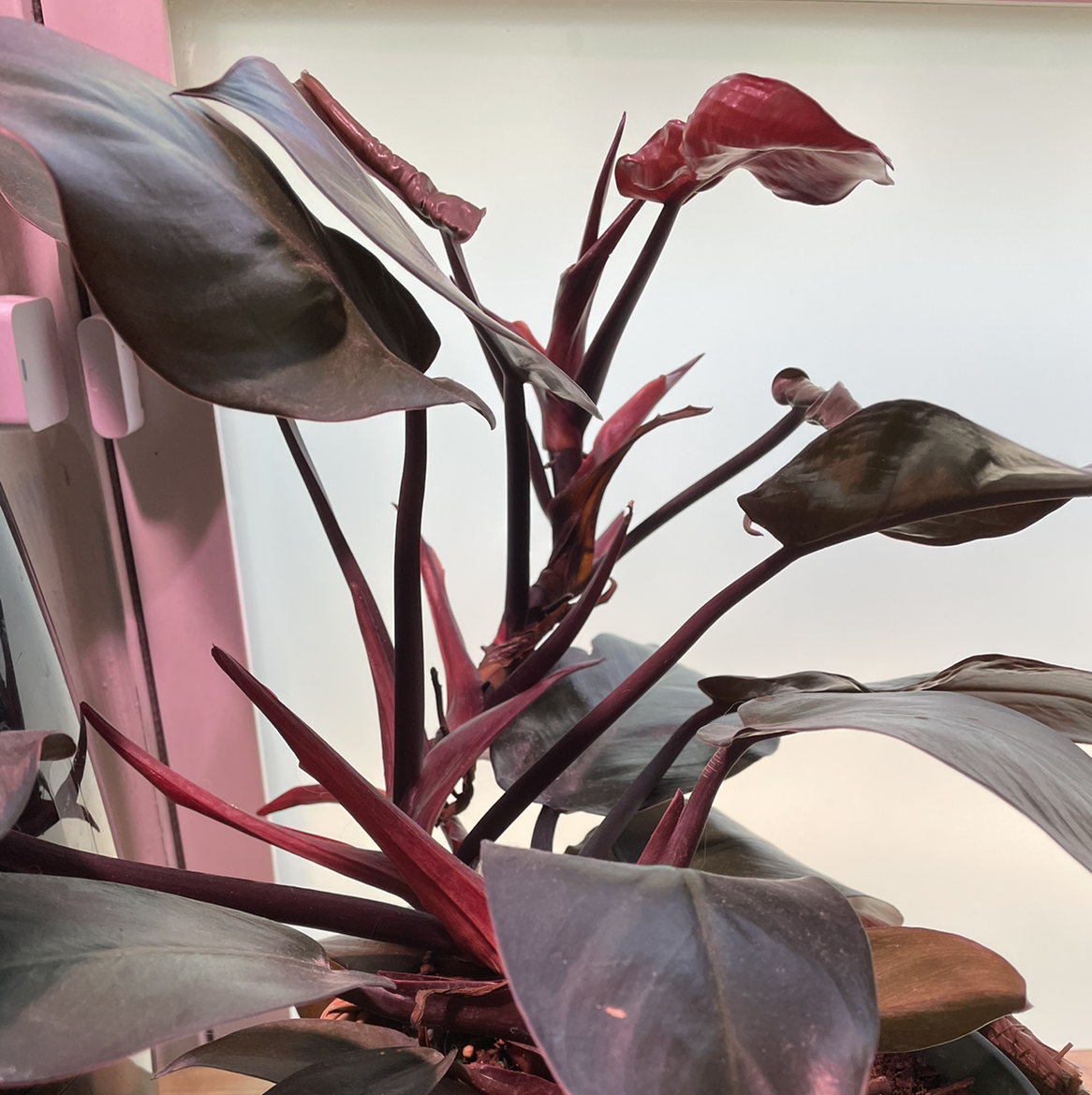 Philodendron 'Imperial Red' with dark, glossy leaves. Plant appears healthy.