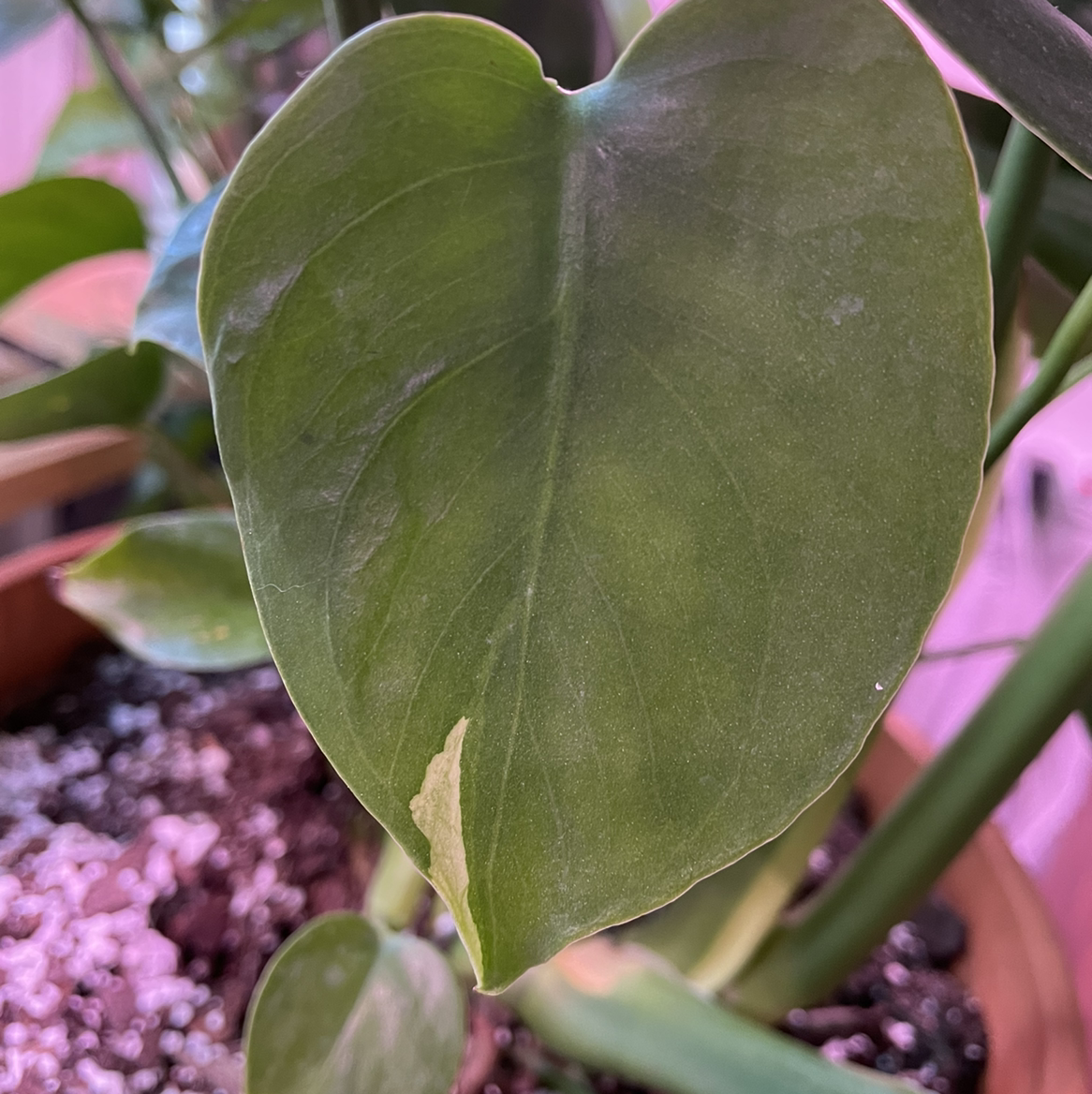 Close-up of a Variegated Monstera leaf with a small browning area at the tip.