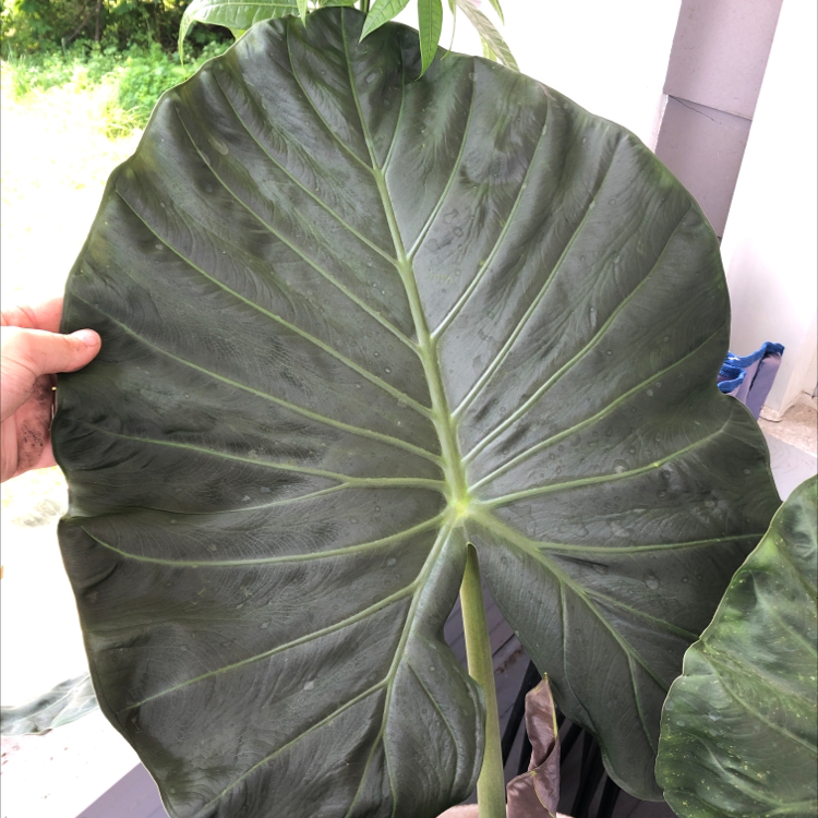 Close-up of a healthy Alocasia 'Regal Shields' leaf held by a hand.
