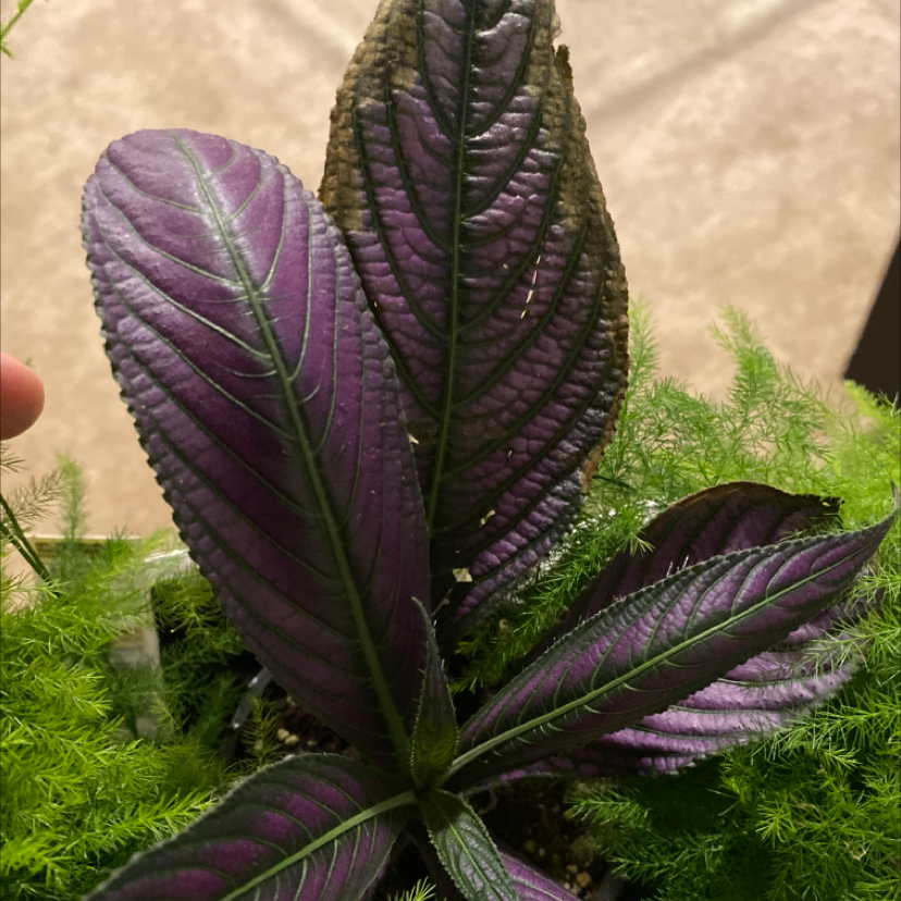 Photo of the plant species Strobilanthes dyerianus by Khrystel named Coco on Greg, the plant care app