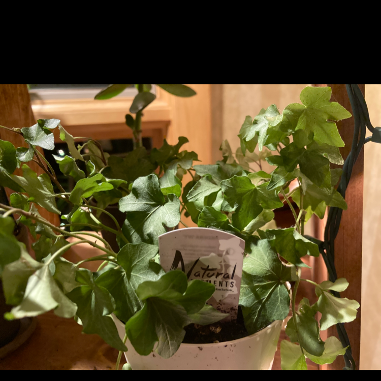 Healthy Ivy Geranium plant in a pot with visible soil and vibrant green leaves.