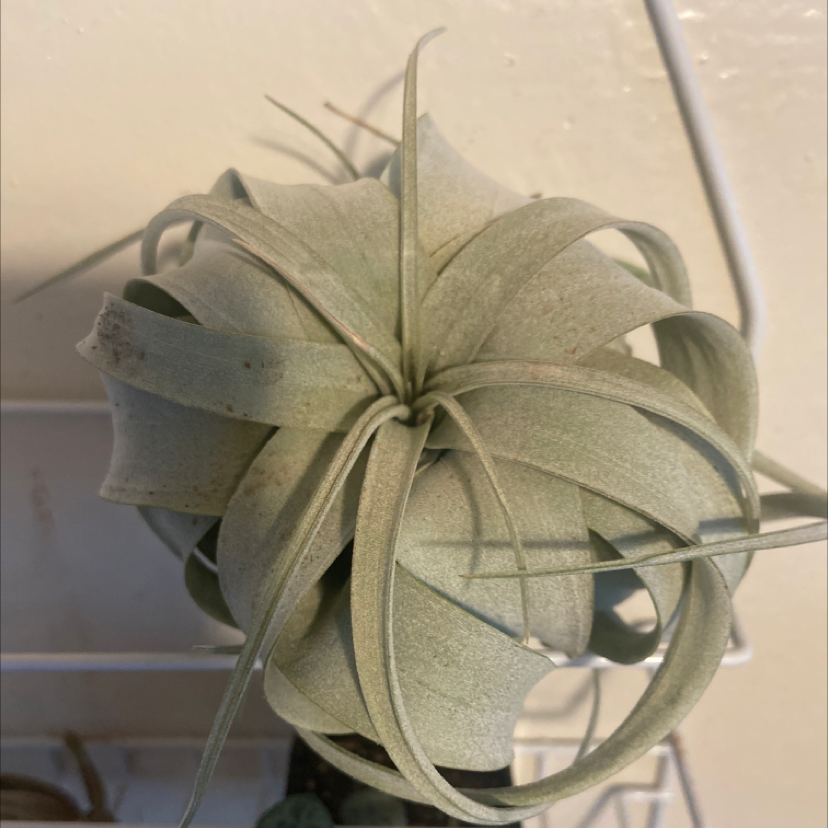 Tillandsia Xerographica plant with curly, silver-green leaves, appears healthy.