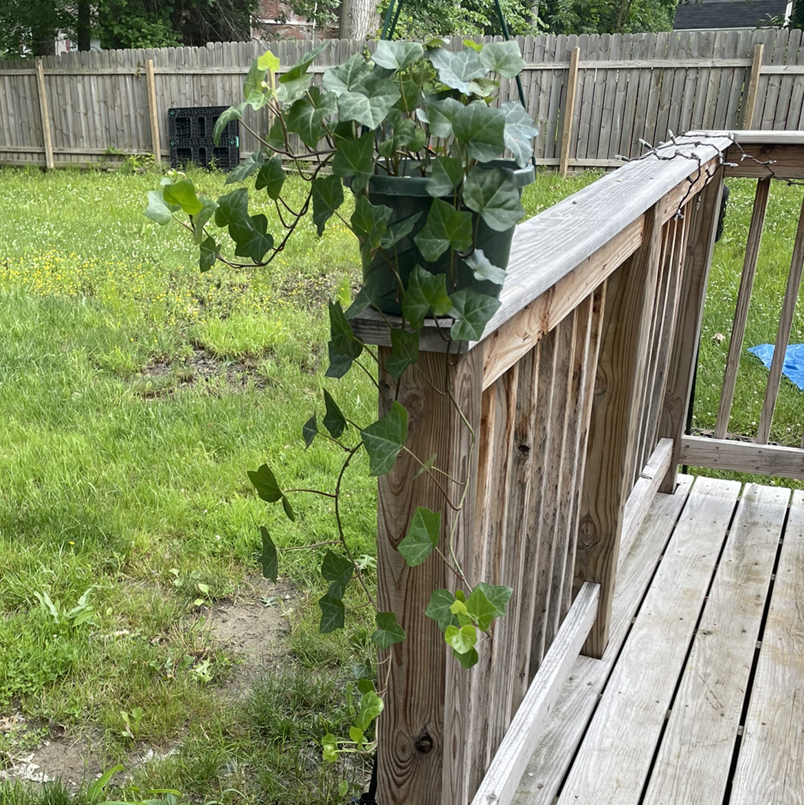 English Ivy plant photo by @claudswow named Ivy on Greg, the plant care app.