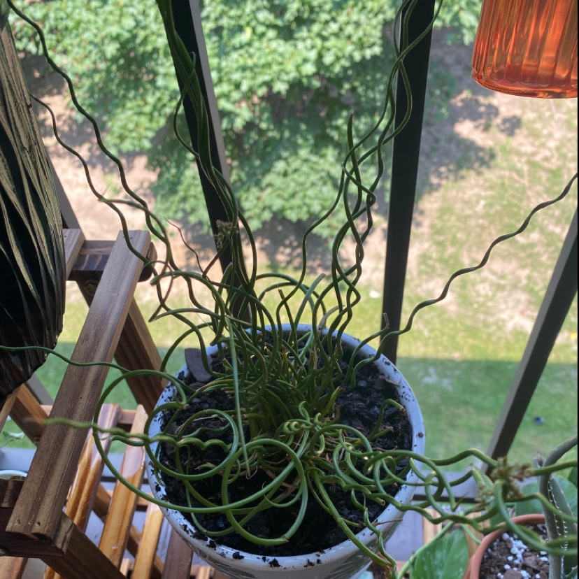 Photo of the plant species Common Rush by @morganalaine named Twister on Greg, the plant care app