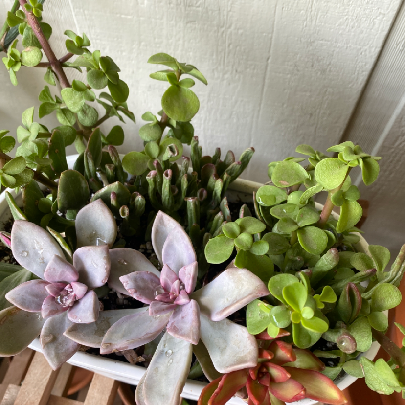Echeveria 'Perle von Nurnberg' and other succulents in a container, healthy and well-framed.