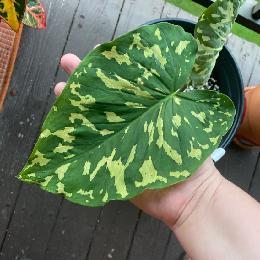 Photo of the plant species Caladium Hilo Beauty by @morganalaine named Speck on Greg, the plant care app