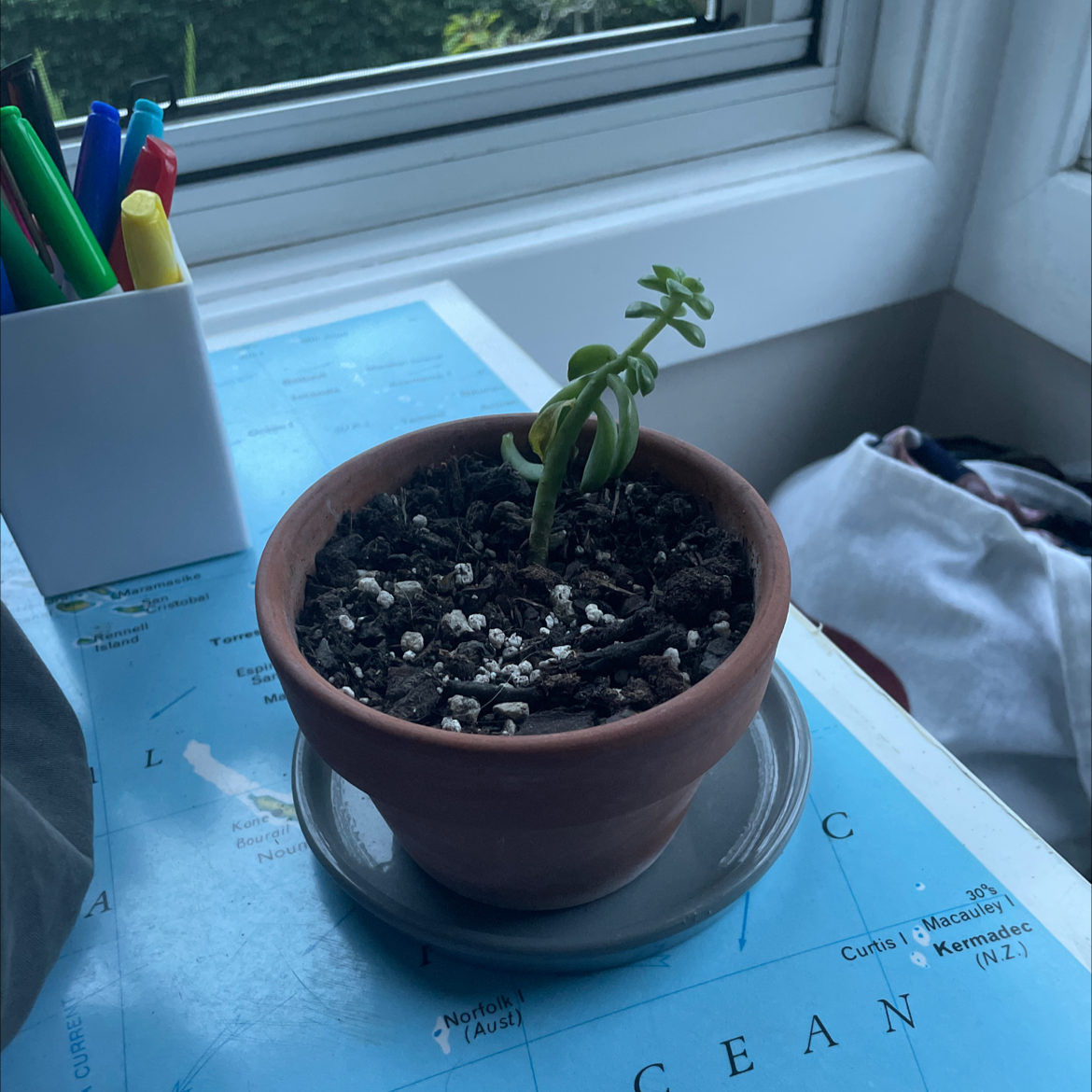 Echeveria Elegans plant photo by Natae named Sol on Greg, the plant care app.