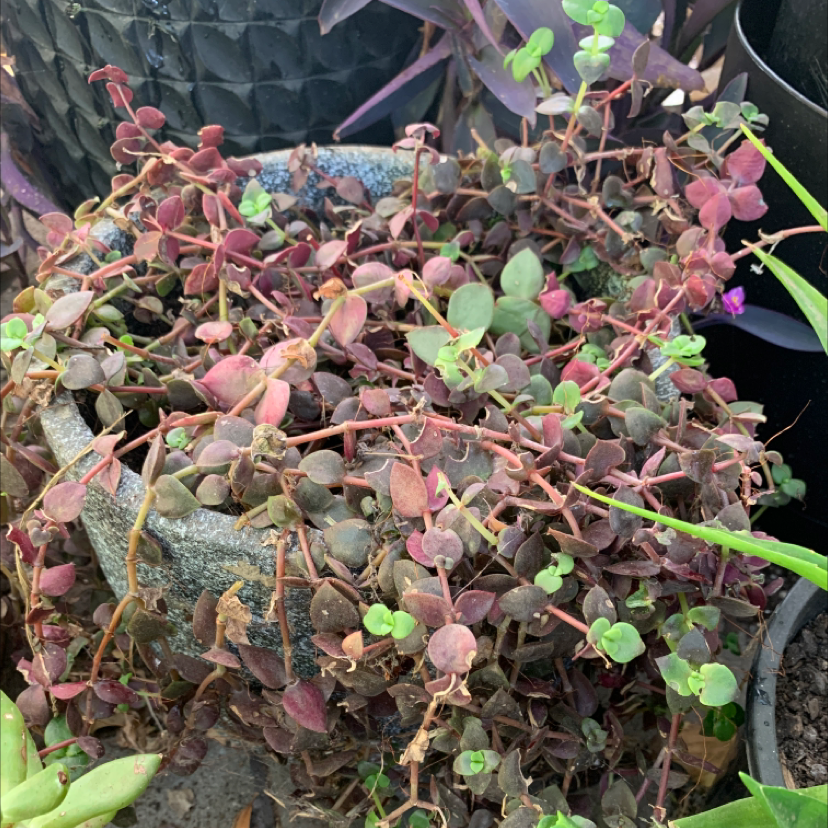 Close-up of a variegated Crassula Pellucida plant with heart-shaped leaves in shades of pink, red, green and yellow.
