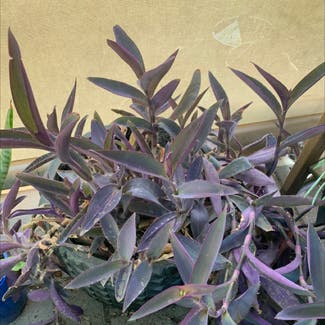 Purple Heart plant in Seaton, South Australia