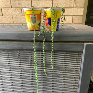 String of Pearls plant in Seaton, South Australia