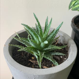 Aloe vera plant in Seaton, South Australia