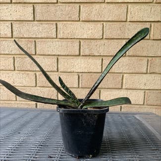 A plant in Seaton, South Australia
