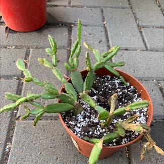 False Christmas Cactus plant in Seaton, South Australia