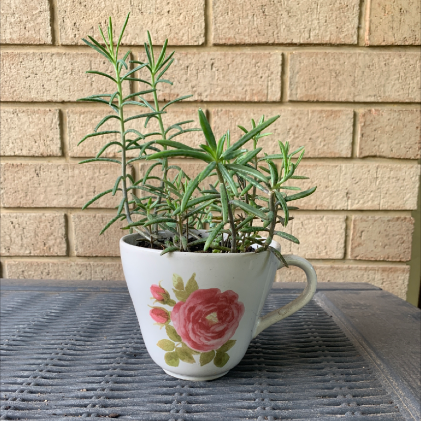 Healthy Moss Rose Purselane plant with vibrant green leaves growing in a white, rose-patterned ceramic mug.
