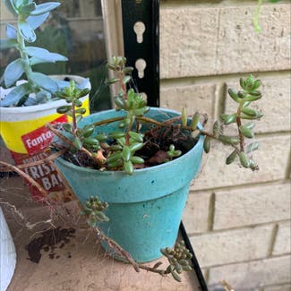String Of Buttons plant in Seaton, South Australia
