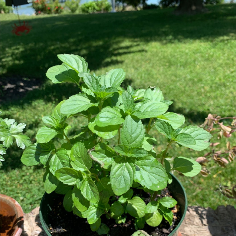 Healthy Apple Mint plant in a pot outdoors with vibrant green leaves.