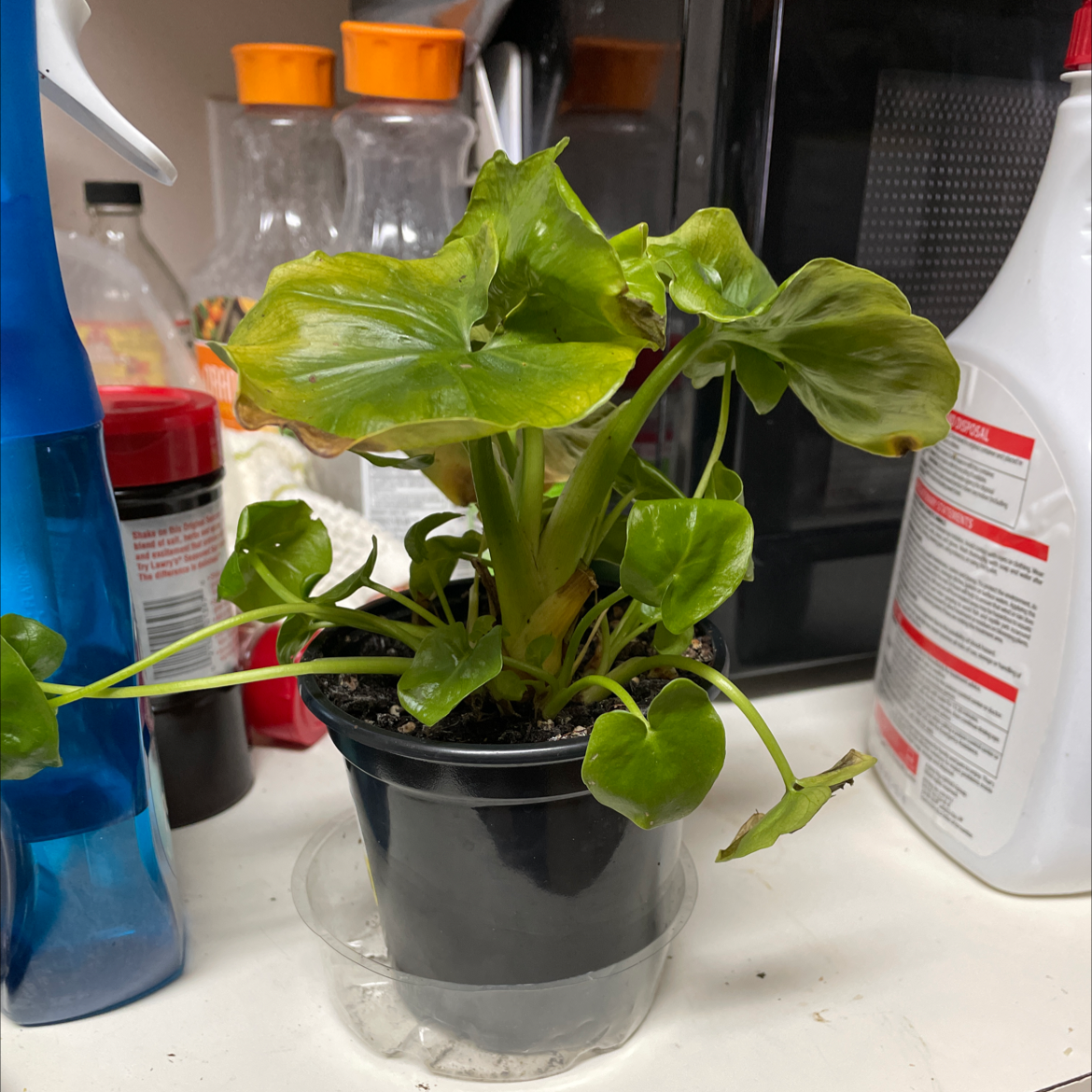 A thriving Calla Lily plant with lush, dark green leaves in a black plastic pot, photographed on a shelf.