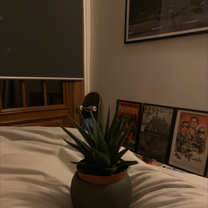 Photo of the plant species Gasteraloe 'Flow' by Leon named Swift on Greg, the plant care app
