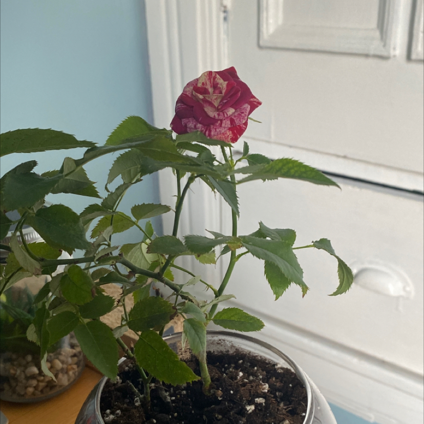 Miniature Rose plant photo by @bevanne named jen on Greg, the plant care app.