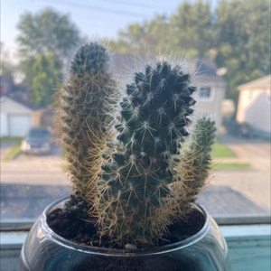 Lady Finger Cactus plant photo by Bevanne named bartholomew on Greg, the plant care app.
