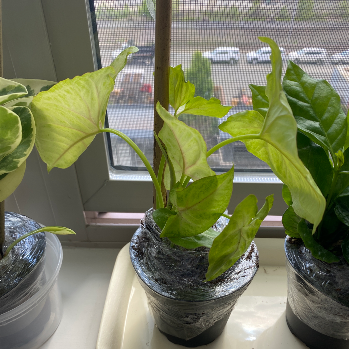Red Heart plant photo by @tianyu named Archie on Greg, the plant care app.