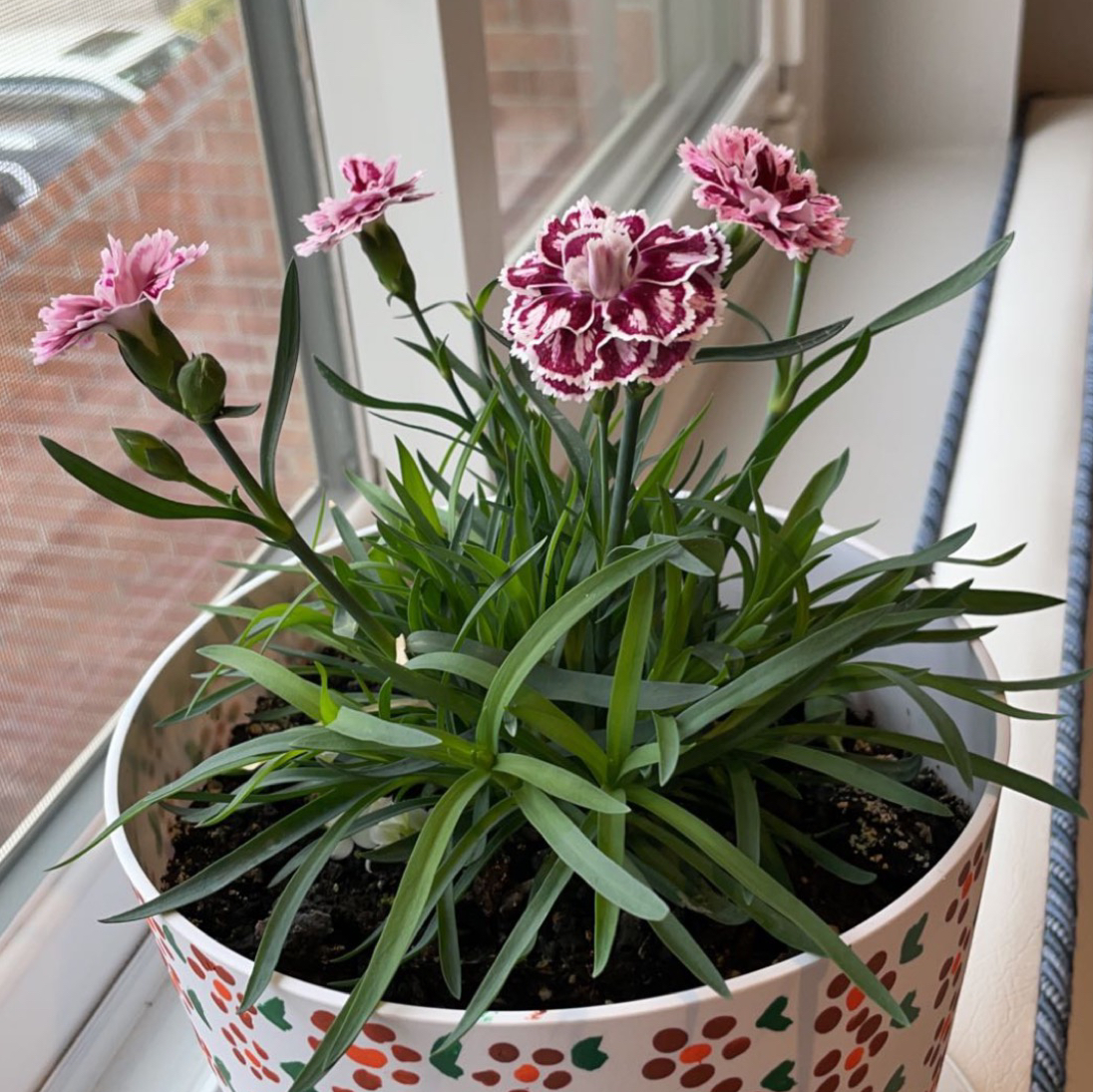 Potted Border Carnation plant with pink flowers on a windowsill.